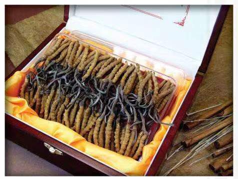 乌拉特后冬虫夏草回收